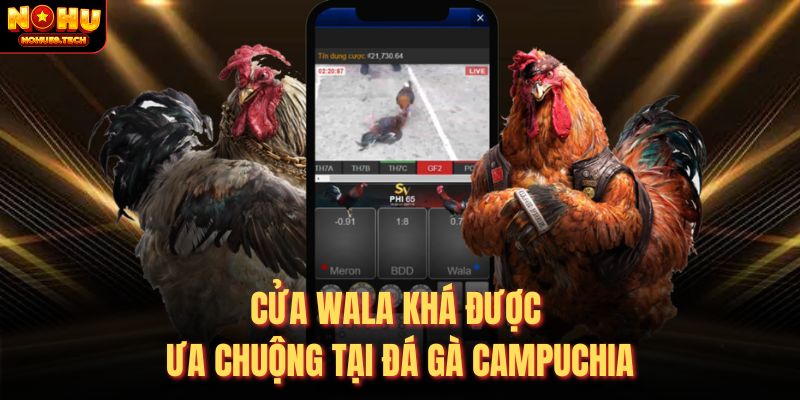 Cửa Wala khá được ưa chuộng tại đá gà Campuchia