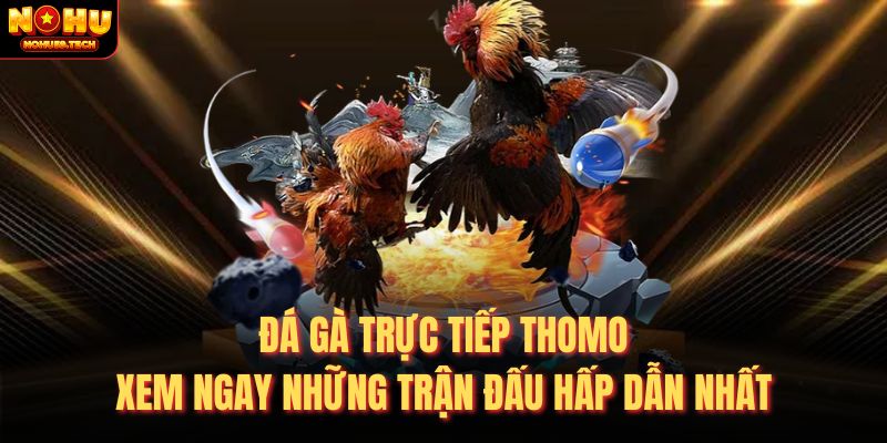 Đặt cược đá gà trực tiếp Thomo vào những thời điểm thích hợp